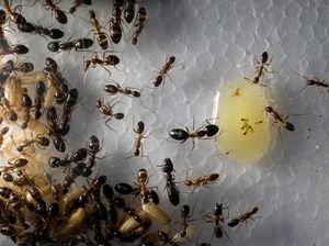 Dapat Berbicara dengan Binatang adalah Mukjizat Nabi Sulaiman, Ini Kisahnya