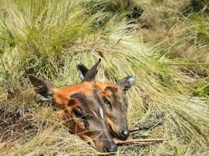 Geger Pembantaian di Gunung Lawu, Ini Aturan Rusa Dilindungi Negara