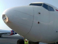 Serangan Bird Strike yang Ancam Penerbangan