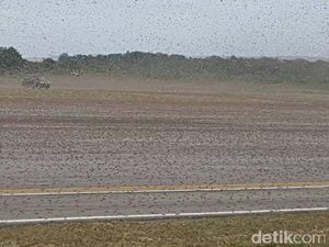 2 Hektare Tanaman Petani di NTT Habis Diserang Belalang Kembara