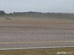 Serbuan Belalang Kembara Ganggu Jadwal Pesawat di Sumba Timur