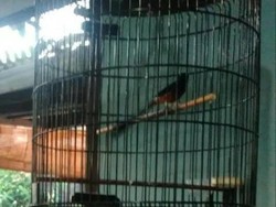 Curi Burung Murai di Depok, Candra Ditangkap Warga dan Polisi