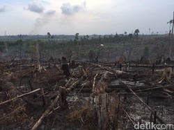 Satgas Karhutla Temukan Titik Api di Kawasan Taman Nasional Riau