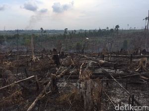 Balai Taman Nasional Tesso Nilo Jelaskan Area Terdampak Karhutla Riau Balai Taman Nasional Tesso Nilo Jelaskan Area Terdampak Karhutla Riau