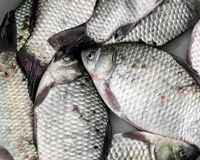 Resep Pembaca : Ikan Gurame Krispi Saus Asam Pedas