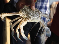 KKP Target Budidayakan 800.000 Ekor Benih Rajungan Sepanjang 2017