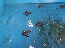 Perjalanan Panjang Tukik Penyu Sebelum ke Laut