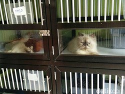 Jelang Lebaran, Penitipan Hewan Peliharaan Naik 30%