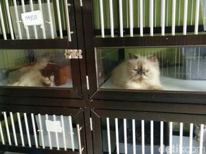 Jelang Lebaran, Penitipan Hewan Peliharaan Naik 30% Jelang Lebaran, Penitipan Hewan Peliharaan Naik 30%