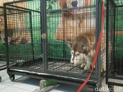 Jelang Lebaran, Jasa Penitipan Hewan Laris Manis