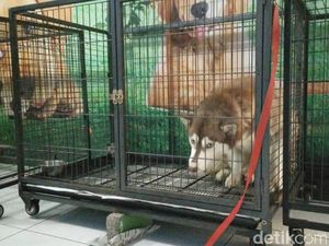 Jelang Lebaran, Jasa Penitipan Hewan Laris Manis Jelang Lebaran, Jasa Penitipan Hewan Laris Manis