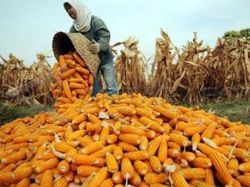 Tanjakan Curam Harga Jagung