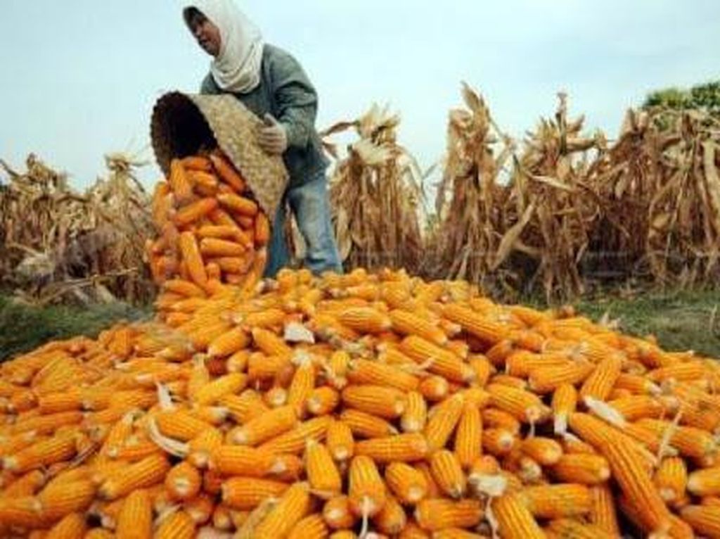 Aduh, RI Mau Impor Jagung Lagi? Aduh, RI Mau Impor Jagung Lagi?
