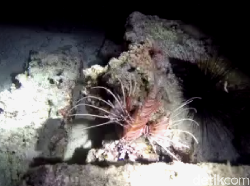 Diving Malam-Malam di Sabang, Bisa Ketemu Hewan Apa Ya?