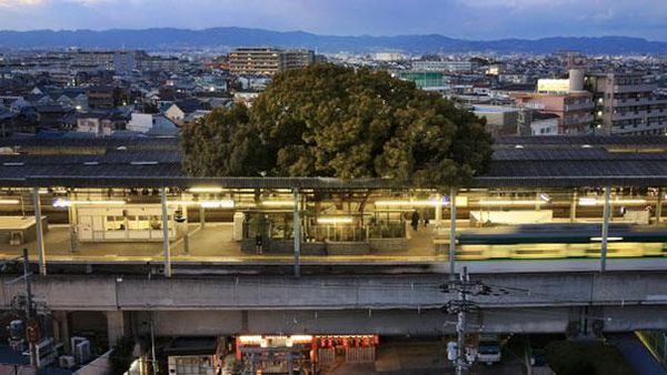 Unik, Ada Pohon Berusia 700 Tahun di Stasiun Ini