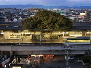 Unik, Ada Pohon Berusia 700 Tahun di Stasiun Ini
