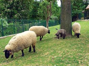 Siapa Sangka, Dulu Kebun Binatang Ini Sempat Memajang Manusia