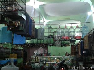 Punya Burung atau Reptil yang Ditinggal Mudik? Titip Saja Punya Burung atau Reptil yang Ditinggal Mudik? Titip Saja