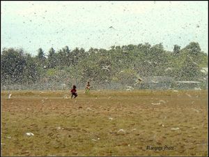 Teror Belalang Kembara di Berbagai Negara