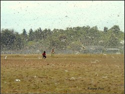 Sebelum 2017, Belalang Kembara Sudah Teror NTT Tahun 1998