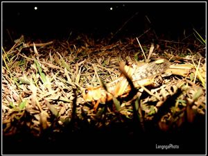 Ini Karakteristik Belalang Kembara yang Teror Bandara Waingapu