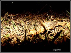 Ini Karakteristik Belalang Kembara yang Teror Bandara Waingapu