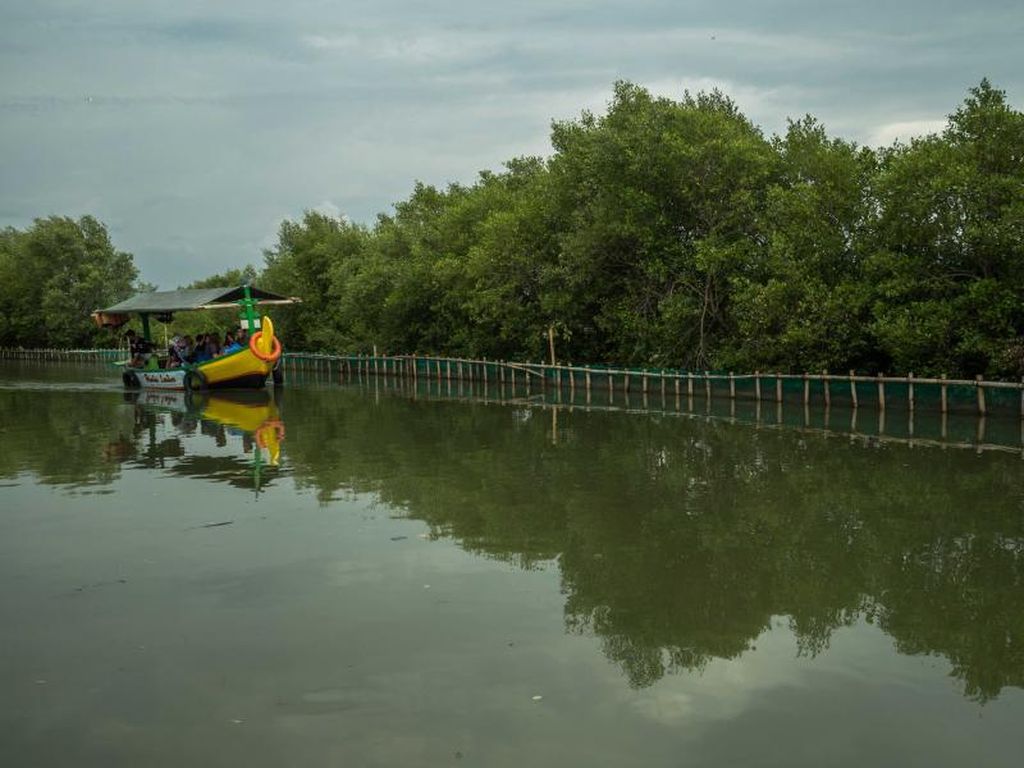 Abrasi Ancam Pantura Jabar gegara 90 Persen Hutan Mangrove Rusak