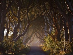 Terowongan Pohon di Film Game of Thrones Sungguhan Ada di Irlandia