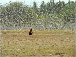 Teror Belalang Kembara Jadi KLB, Serbu Bandara hingga Rumah Warga