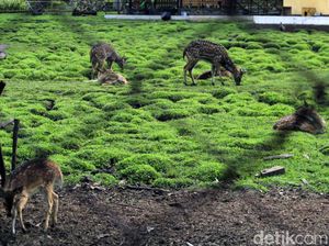 Dua Anak Rusa di Taman Uncal Pemkab Bandung Mati Digigit Anjing Dua Anak Rusa di Taman Uncal Pemkab Bandung Mati Digigit Anjing