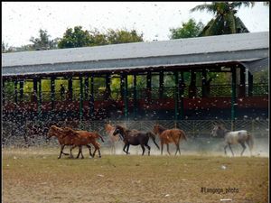 Pakar: Teror Belalang Kembara Akibat Intervensi Manusia