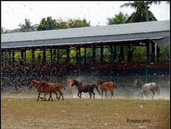 Pakar: Teror Belalang Kembara Akibat Intervensi Manusia