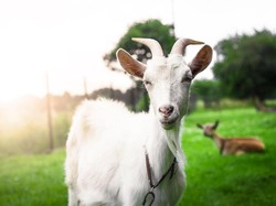 5 Manfaat Susu Kambing, Mencegah Virus dan Sehatkan Paru-paru