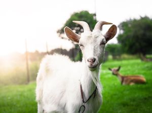 5 Manfaat Susu Kambing, Mencegah Virus dan Sehatkan Paru-paru 5 Manfaat Susu Kambing, Mencegah Virus dan Sehatkan Paru-paru