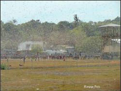 Jangan Semprot Belalang Kembara di NTT Pakai Pestisida Kimia