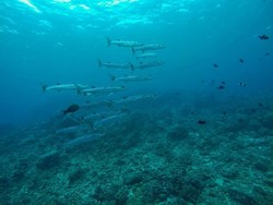 Diving di Sabang Memang Tidak Ada Matinya
