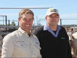 Australia Gelar Kompetisi Mencari Sapi Penggemukan Tujuan Indonesia