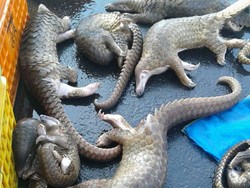 Penyelundup Trenggiling Divonis 5 Bulan, Jaksa Banding