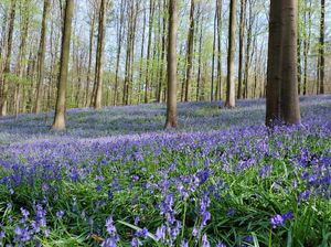 Hutan Berwarna Biru nan Cantik di Belgia