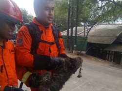 Pria yang Digigit Monyet di Cilincing Alami Luka Parah