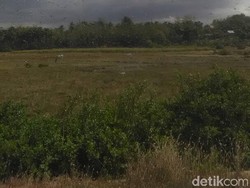 Serangan Belalang Kembara karena Kurangnya Predator