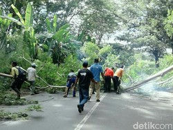 Antisipasi Tumbang, Pohon di Jalur Mudik Pantura Situbondo Ditebang