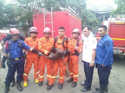 Petugas Damkar Tangkap Monyet di Cilincing yang Gigit Warga