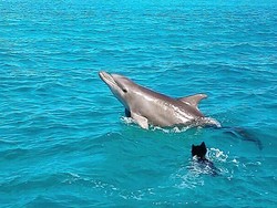 7 Fakta Lumba-lumba, Hewan Tercerdas di Dunia