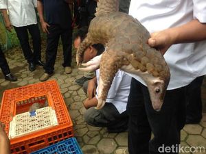 Polisi Ringkus Penjual Tenggiling di Kalbar