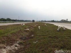 Sambut Pemudik, Tol Gempol-Bangil Bebas dari Penggembala Kambing