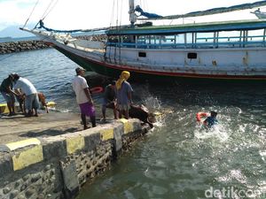 Jelang Lebaran, Permintaan Sapi Potong Khas Madura Meningkat