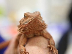 Ilmuwan Australia Berhasil Ungkap Proses Pergantian Kelamin Reptil
