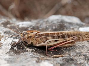 Warga Desak Pemprov NTT Segera Atasi Teror Belalang Kembara