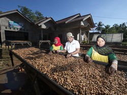 Agar Tak Makin Kritis Produksi Kakao di Indonesia Harus Ditingkatkan